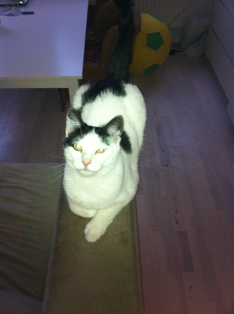 Huskat Albert R.I.P billede 5