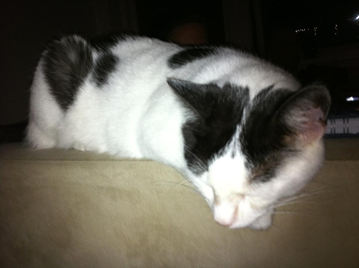 Huskat Albert R.I.P billede 6