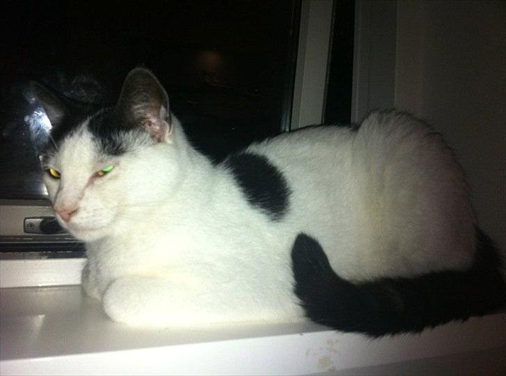 Huskat Albert R.I.P billede 4