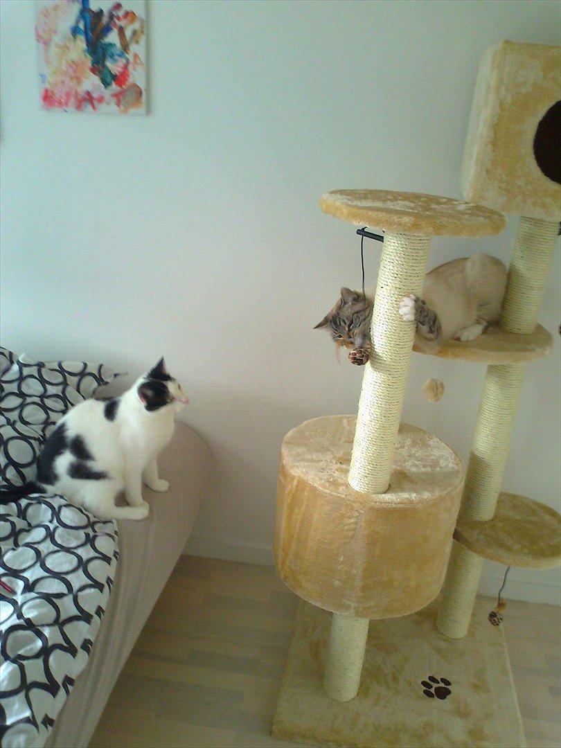 Huskat Albert R.I.P billede 2