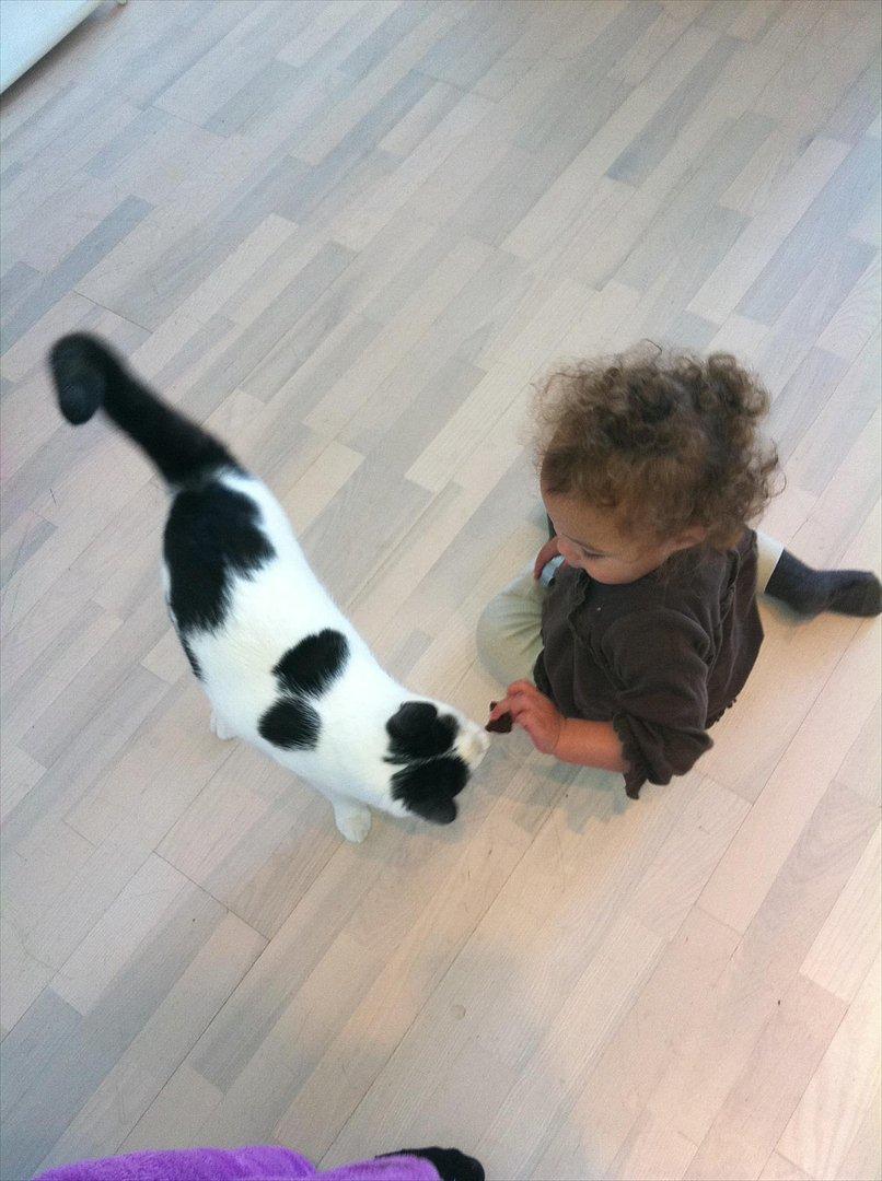 Huskat Albert R.I.P billede 1