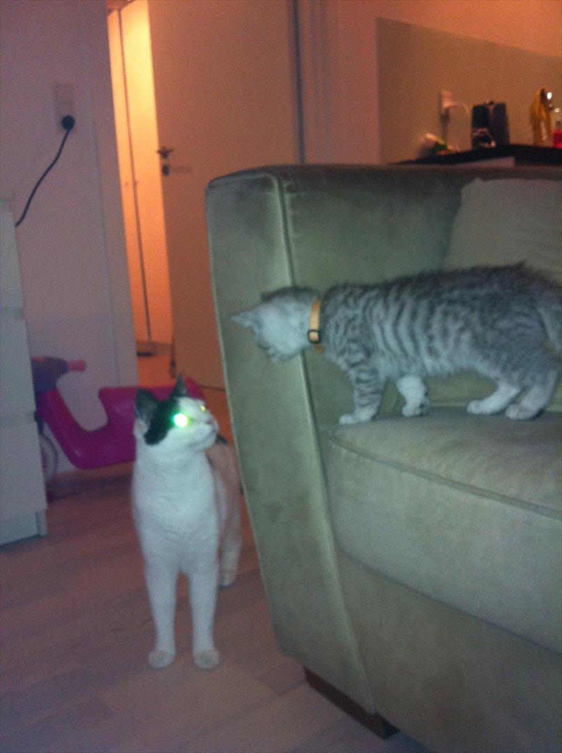 Huskat Albert R.I.P billede 7