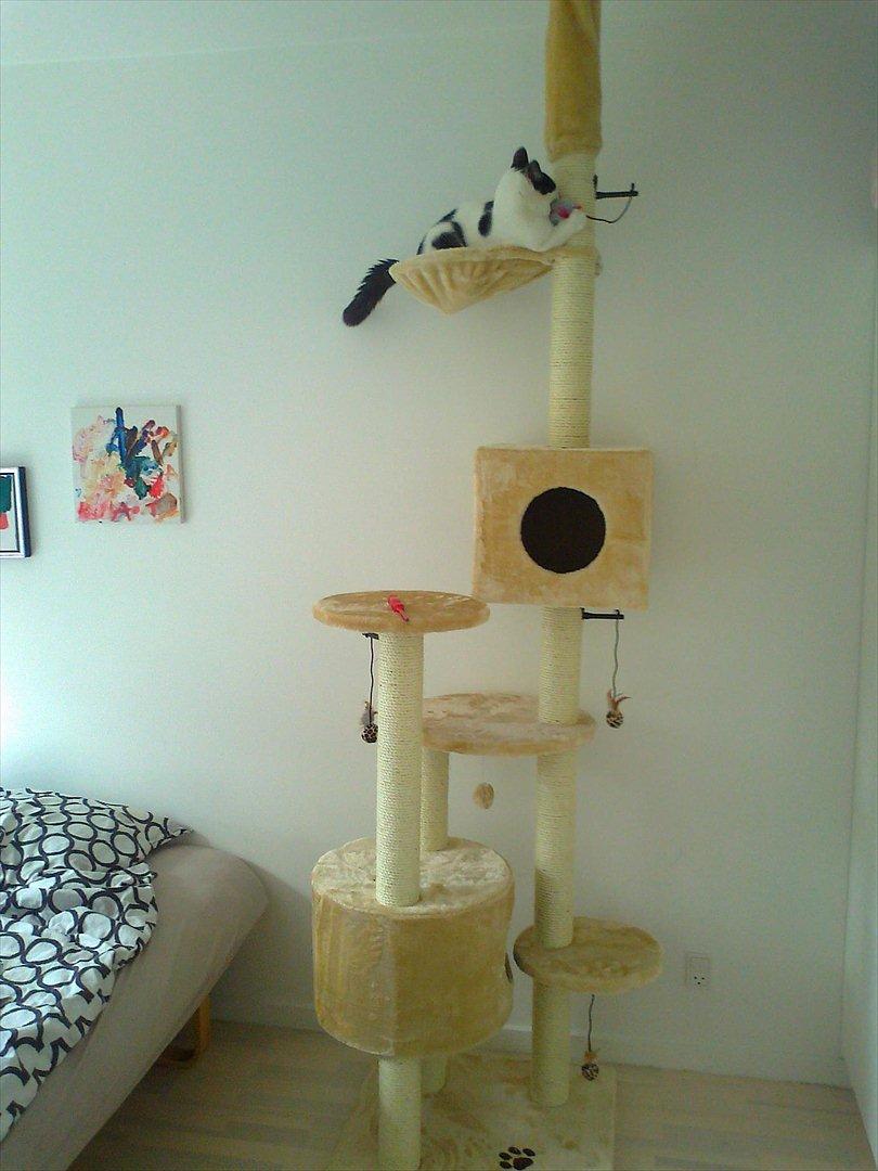 Huskat Albert R.I.P billede 3