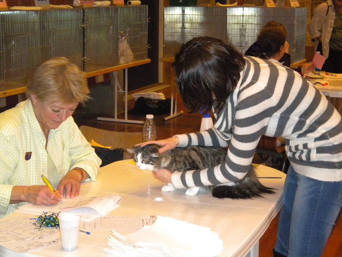 Norsk Skovkat Kejserheden's Madonna billede 9