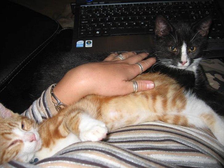 Blanding af racer Sacko billede 14