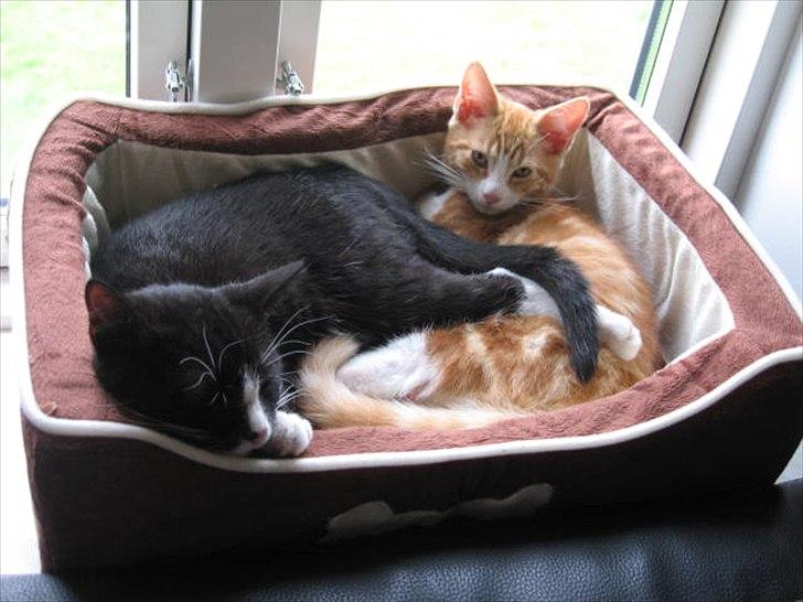 Blanding af racer Sacko billede 15