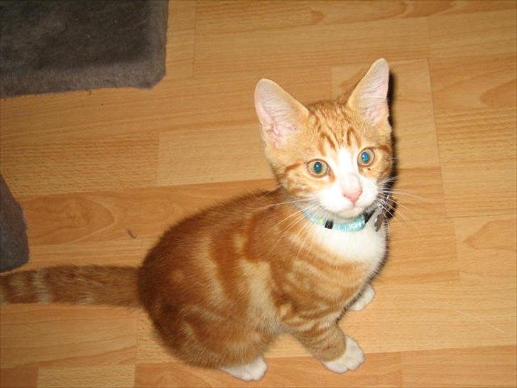 Blanding af racer Sacko billede 16