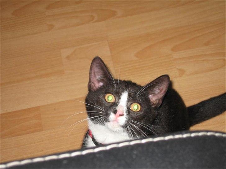 Huskat Stella billede 15