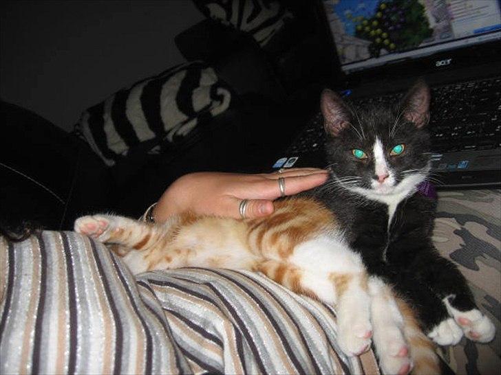 Huskat Stella billede 16