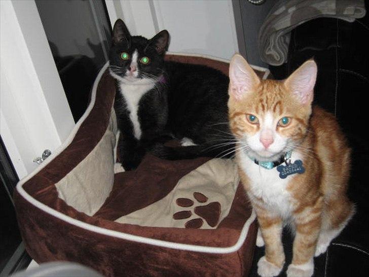 Huskat Stella billede 17