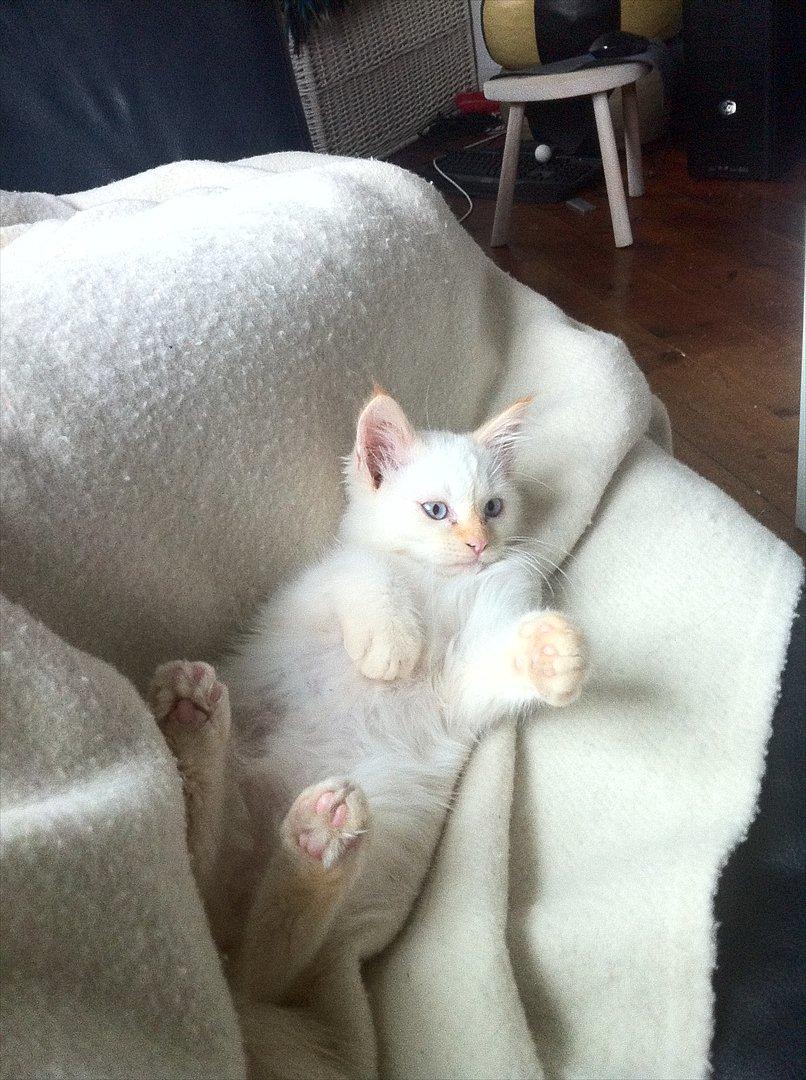 Hellig Birma Kaizer - 18. september 2011
Uhh, hvor er det hyggeligt i sofaen :) billede 4