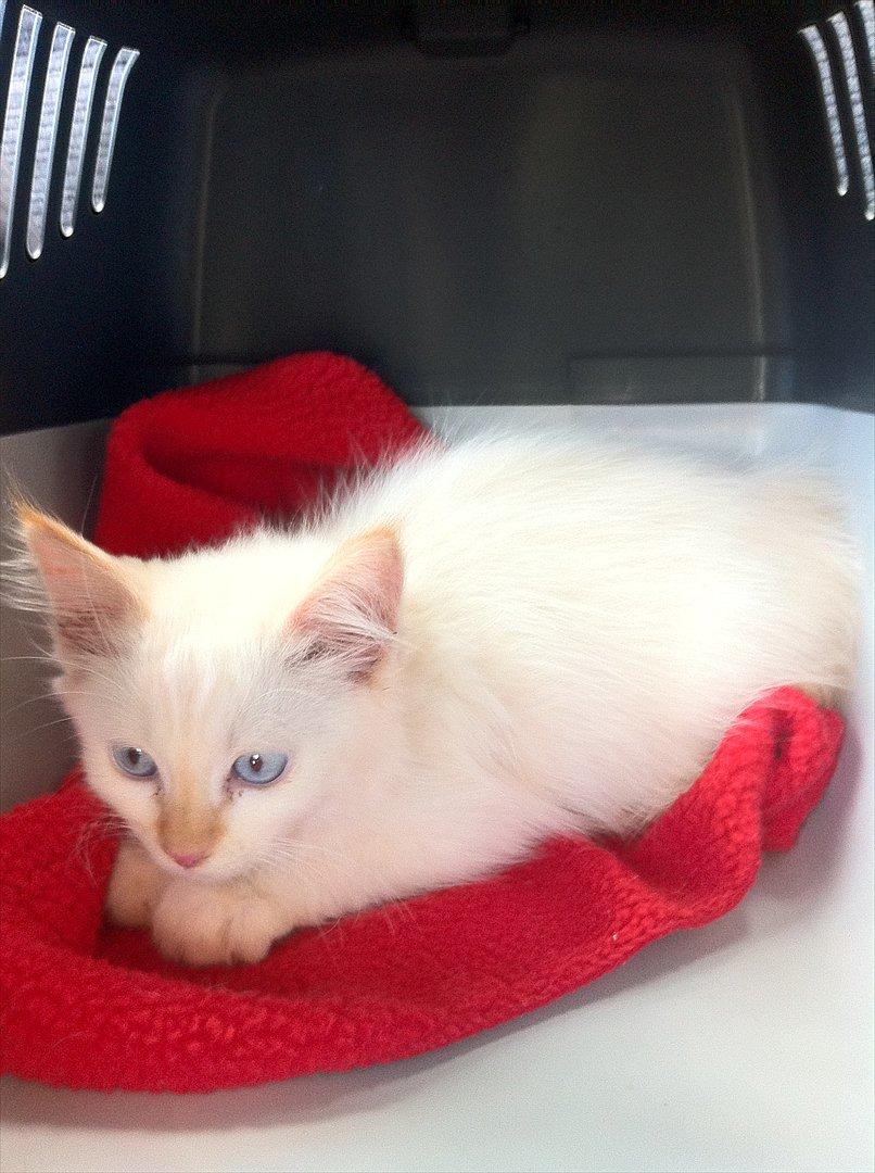 Hellig Birma Kaizer - 16. september 2011
Jeg er nu på vej til mit nye hjem, lidt spændt, lidt nervøs og meget forsigtig! billede 2