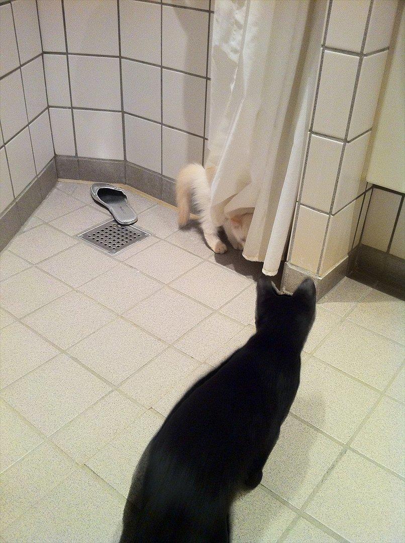 Hellig Birma Kaizer - 18. september 2011
Jeg gør lidt stor hale til storebror, mens jeg leger med bruseforhænget. billede 3