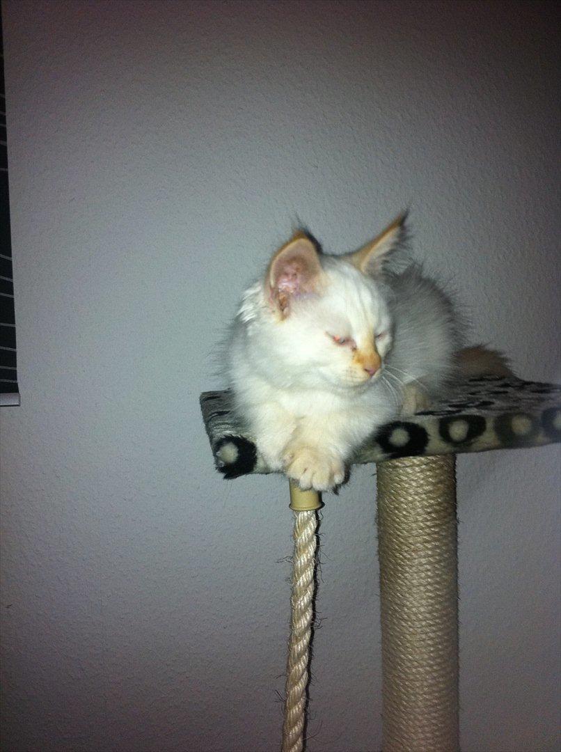 Hellig Birma Kaizer - 21. september 2011
Jeg leger fotomodel :) billede 5