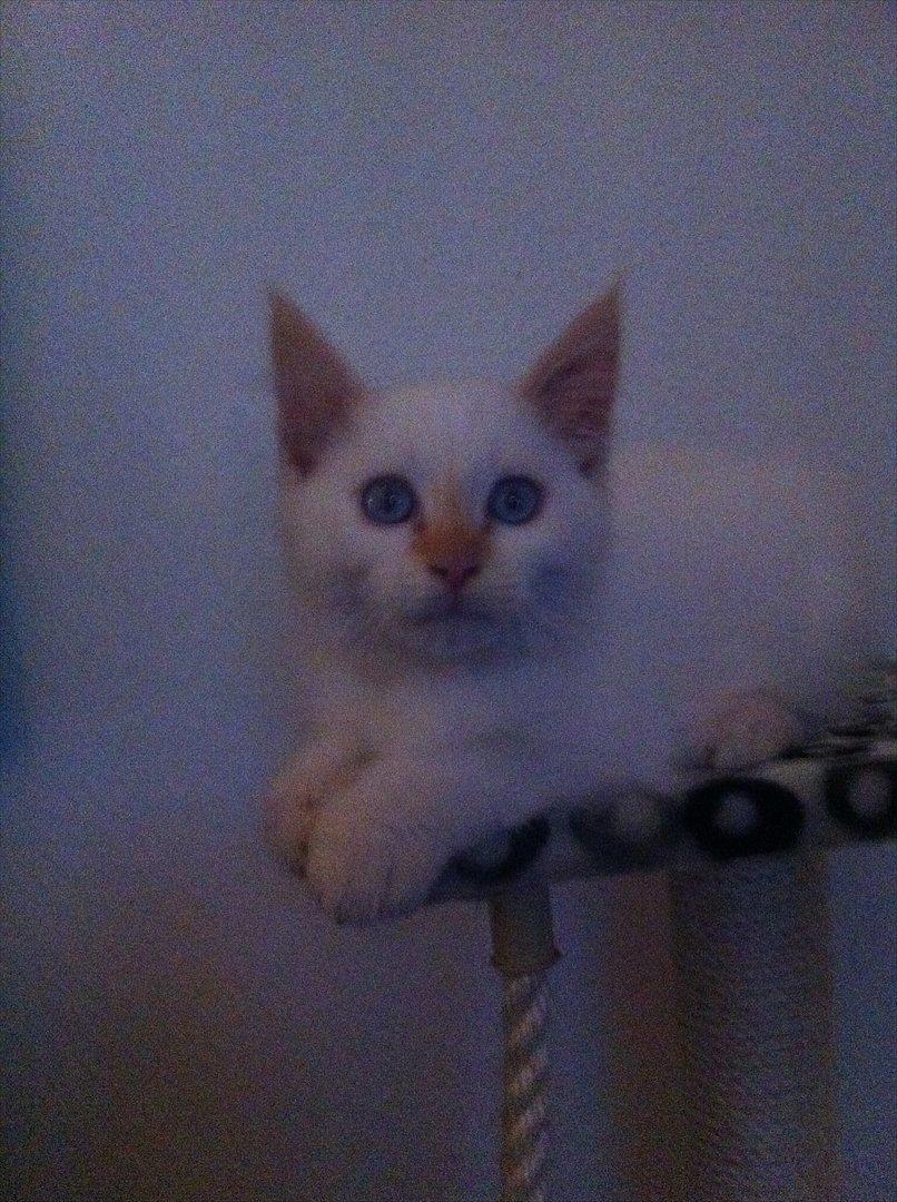 Hellig Birma Kaizer - 21. september 2011
Jeg leger fotomodel igen :) billede 6