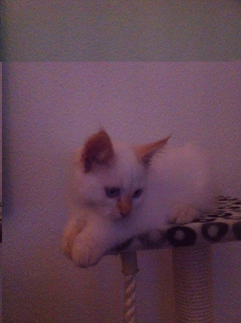 Hellig Birma Kaizer - 21. september 2011
Jeg leger fotomodel, igen igen :) billede 7