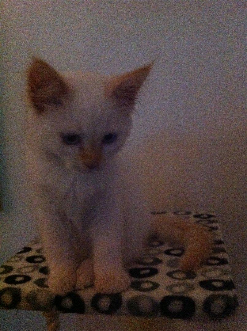 Hellig Birma Kaizer - 21. september 2011
Jeg leger fotomodel, og igeeeen :) billede 8