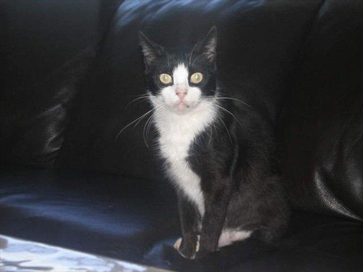 Huskat Muddi død - velkommen til Mudi's Profil billede 1