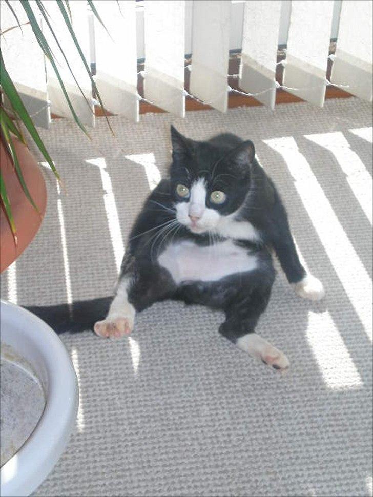 Huskat Muddi død - en af hendes vild sjove måde og sedde på billede 2