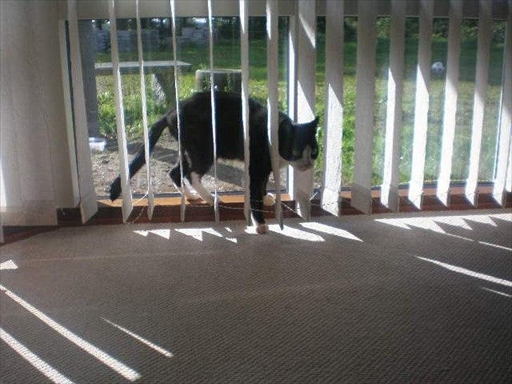 Huskat Muddi død billede 3