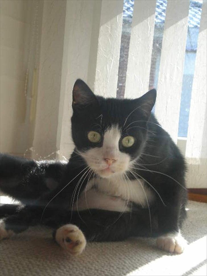 Huskat Muddi død billede 4