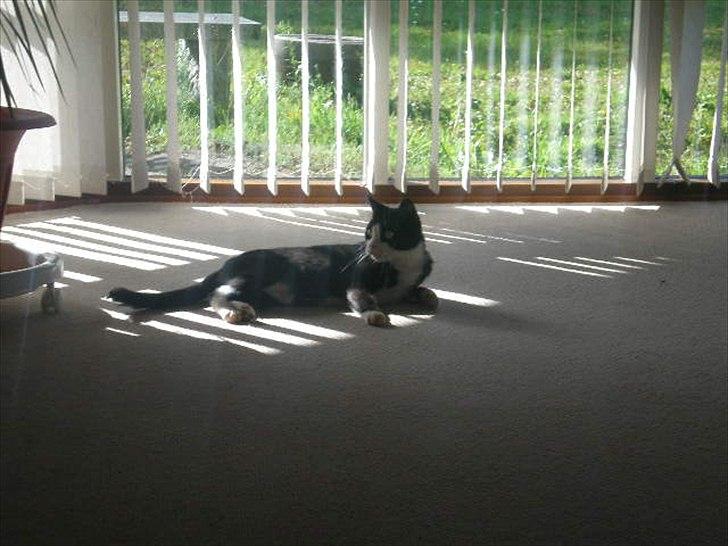 Huskat Muddi død billede 5