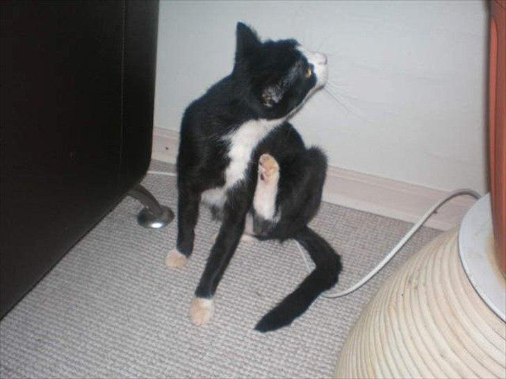 Huskat Muddi død billede 6