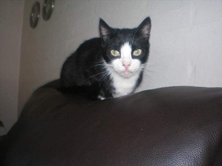 Huskat Muddi død billede 7