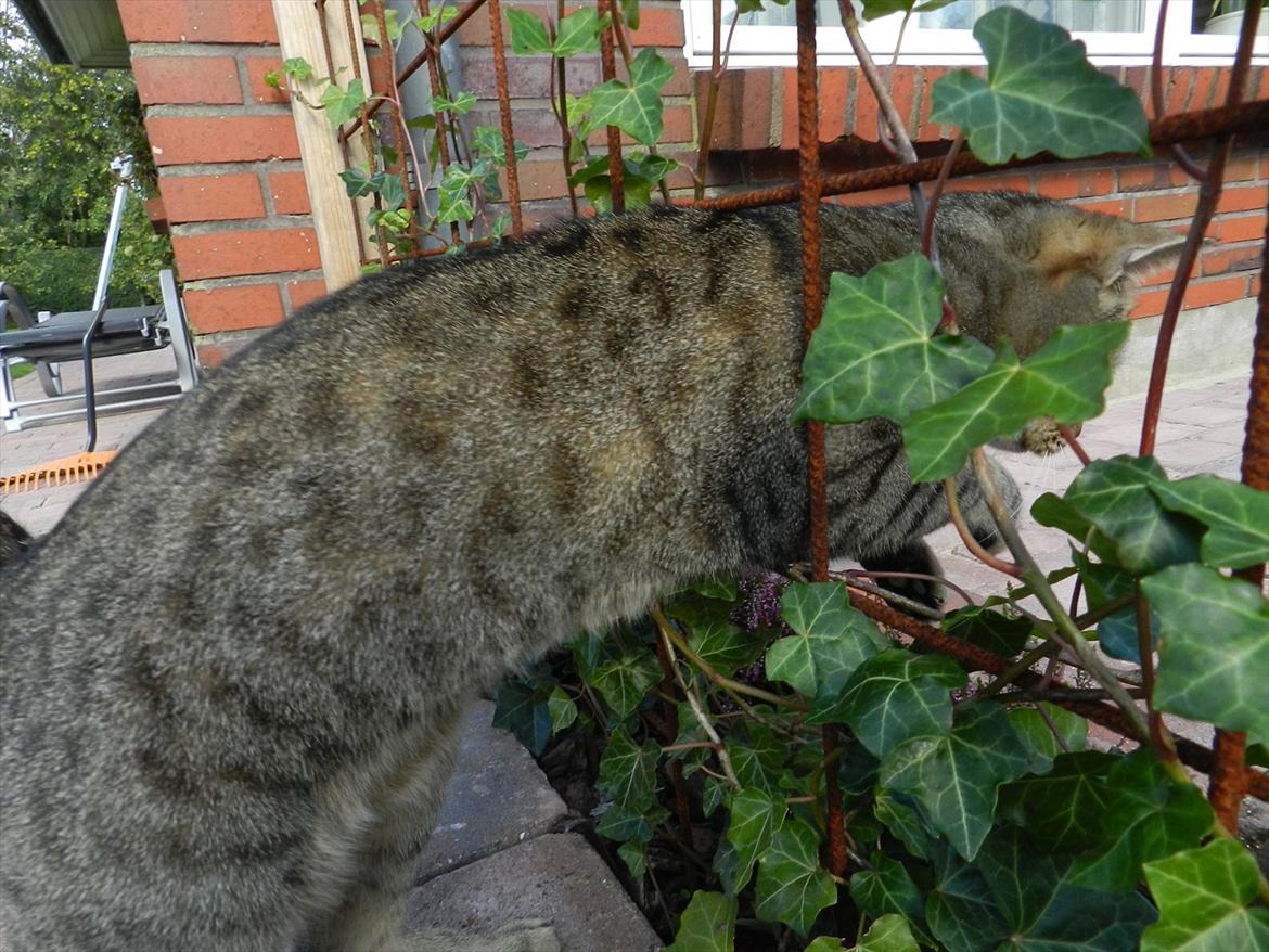 Blanding af racer Fritz "Supermissen! (:" - Sygt at han kan kravle igennem den (: billede 11