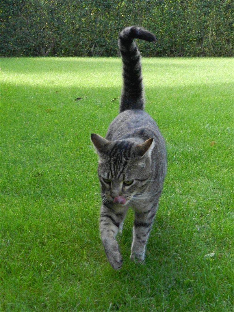 Blanding af racer Fritz "Supermissen! (:" - Missen kommer når man kalder (: billede 10