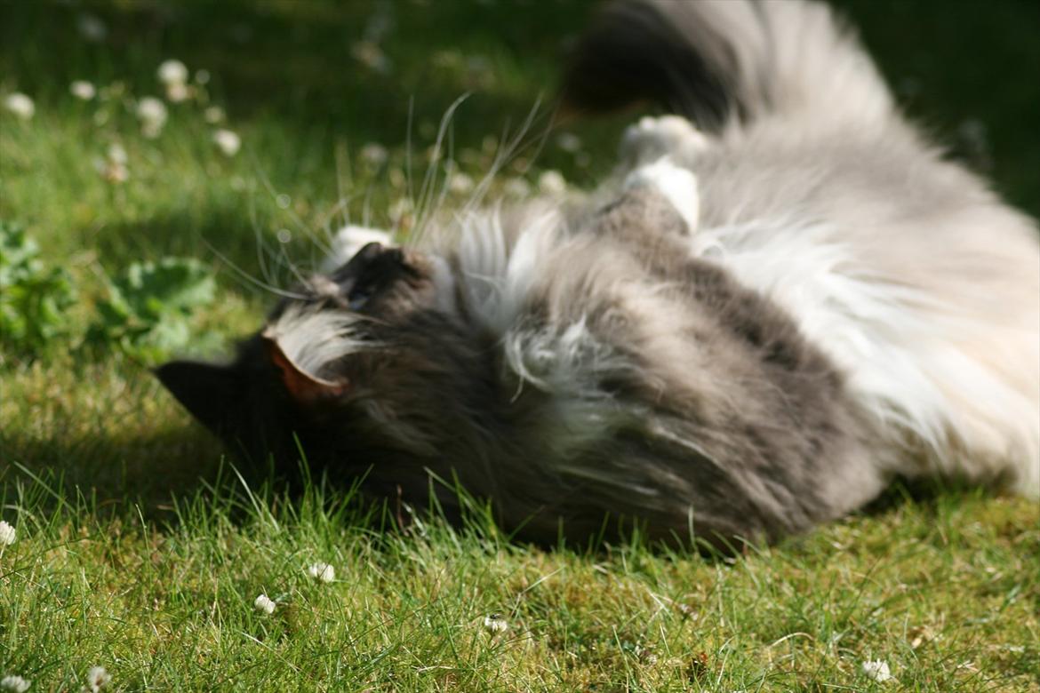 Maine Coon Baku billede 8