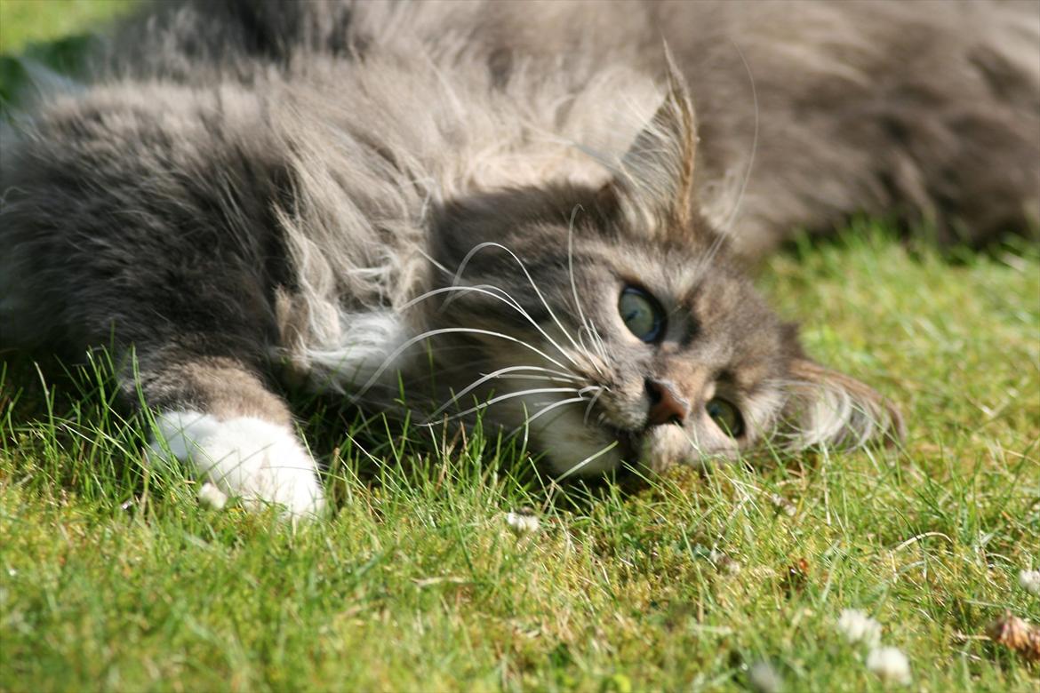 Maine Coon Baku billede 9