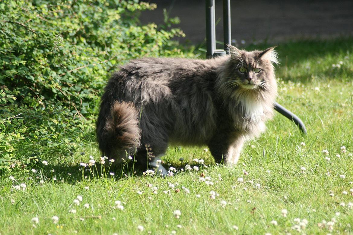 Maine Coon Baku billede 10