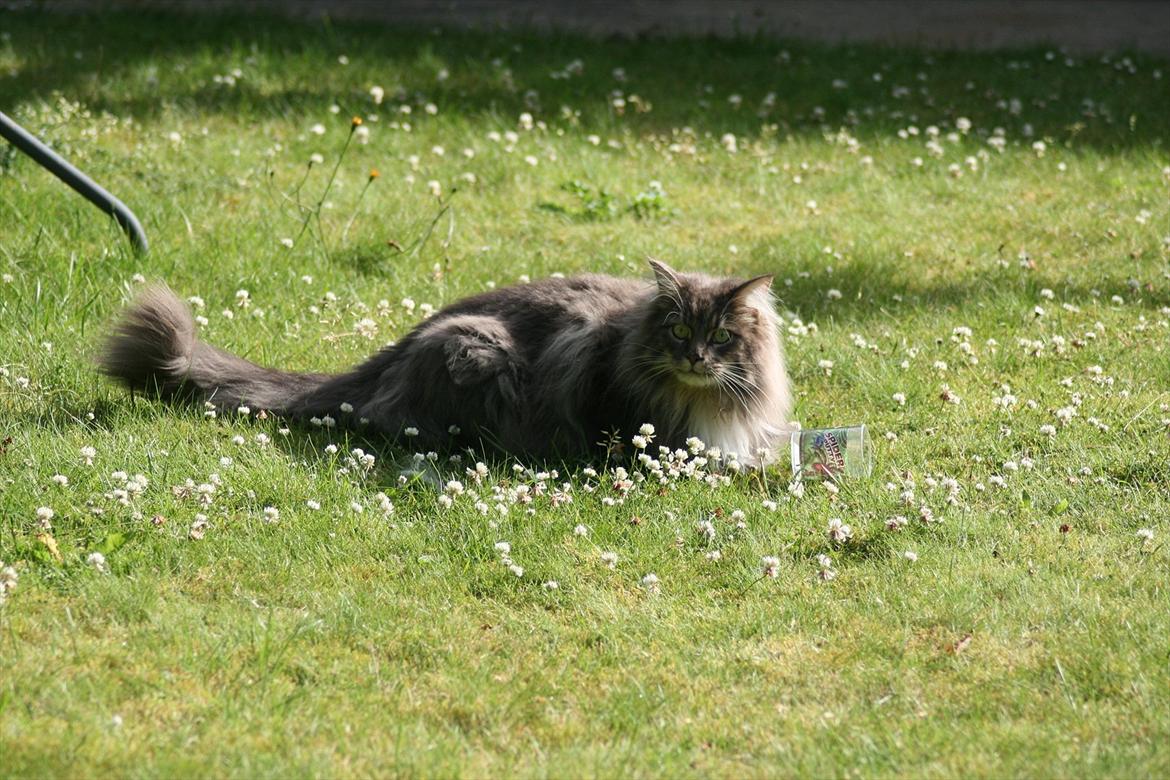 Maine Coon Baku billede 11