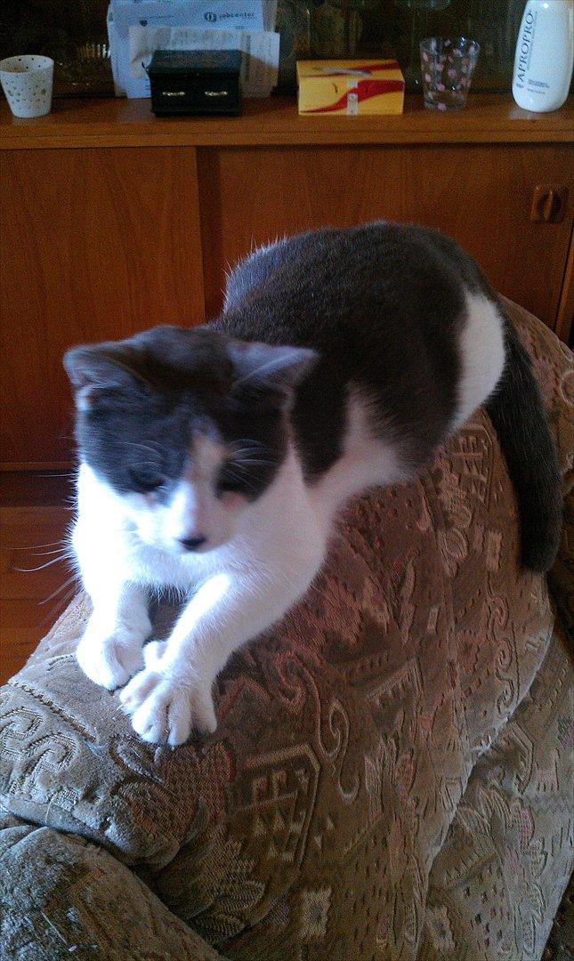 Huskat Batman billede 5