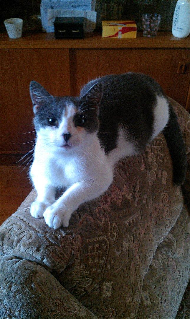 Huskat Batman billede 6