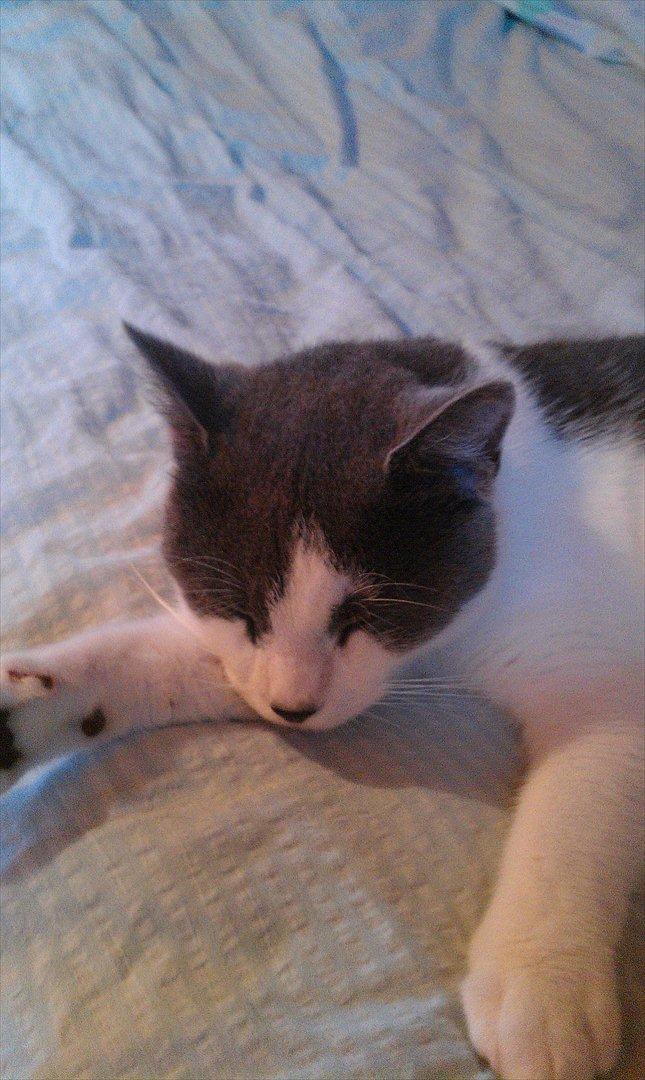 Huskat Batman billede 7