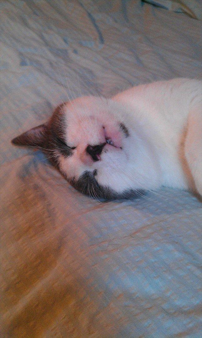 Huskat Batman billede 8