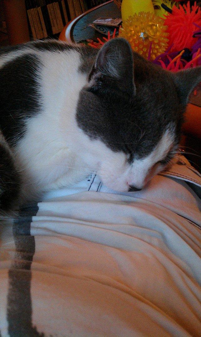 Huskat Batman billede 9