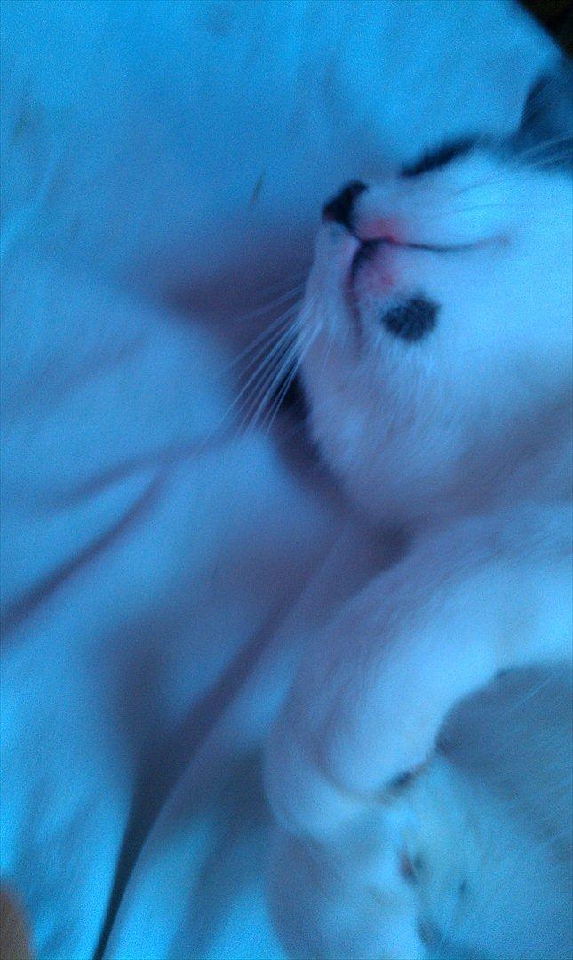 Huskat Batman billede 10