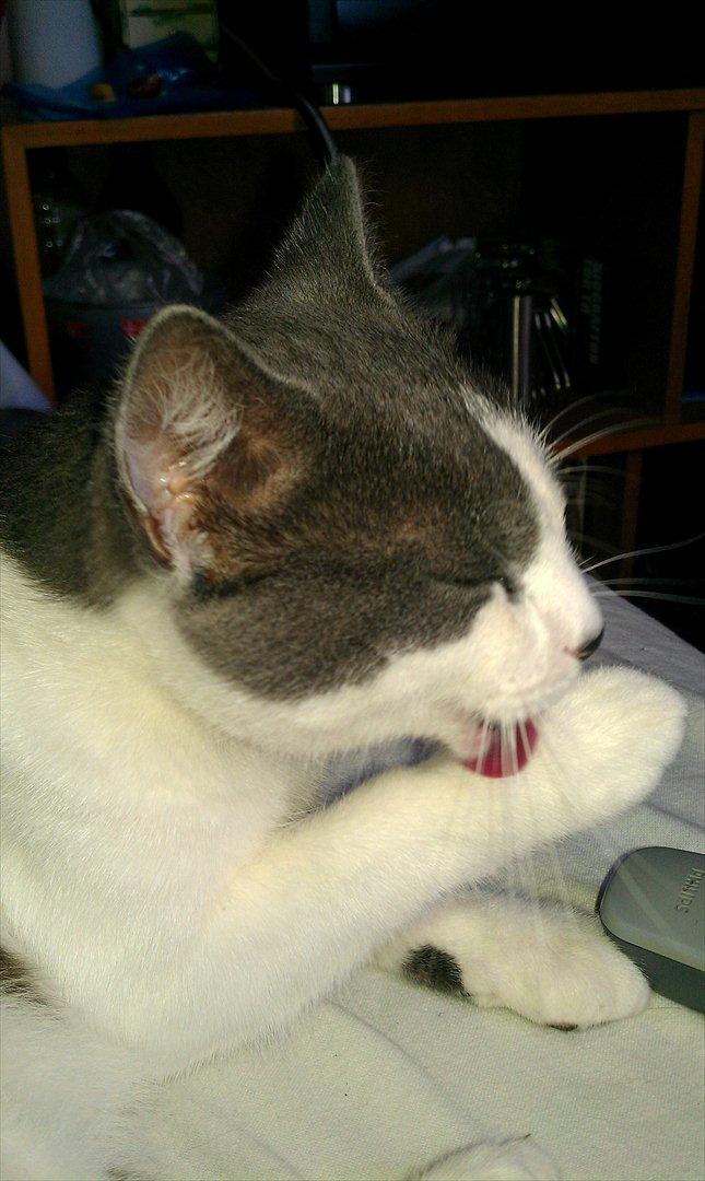 Huskat Batman billede 11