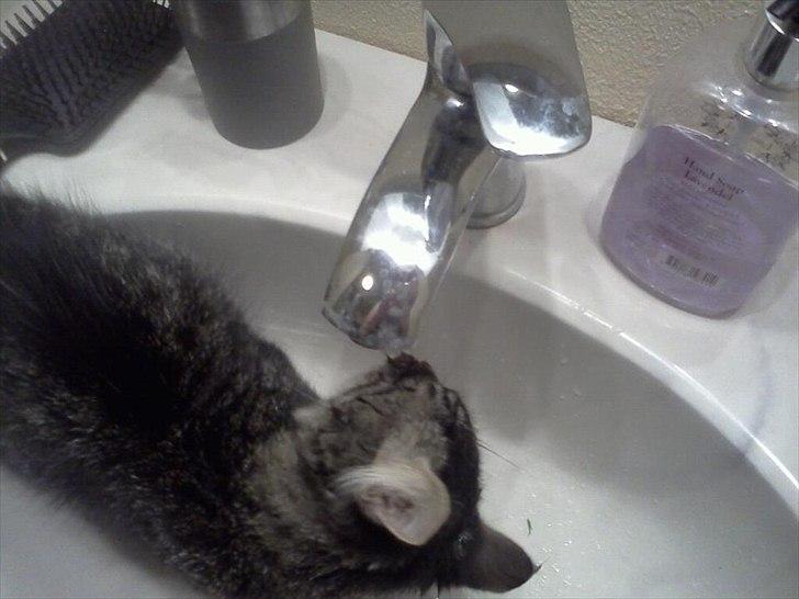 Blanding af racer Didrik billede 11