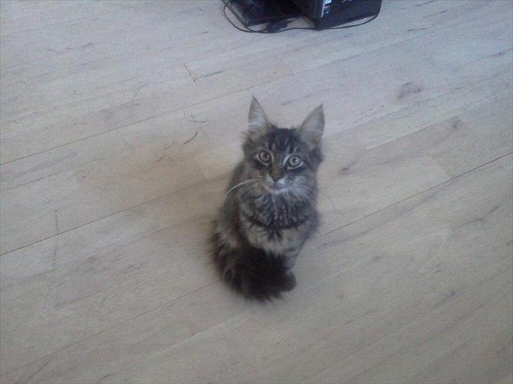 Blanding af racer Didrik billede 12