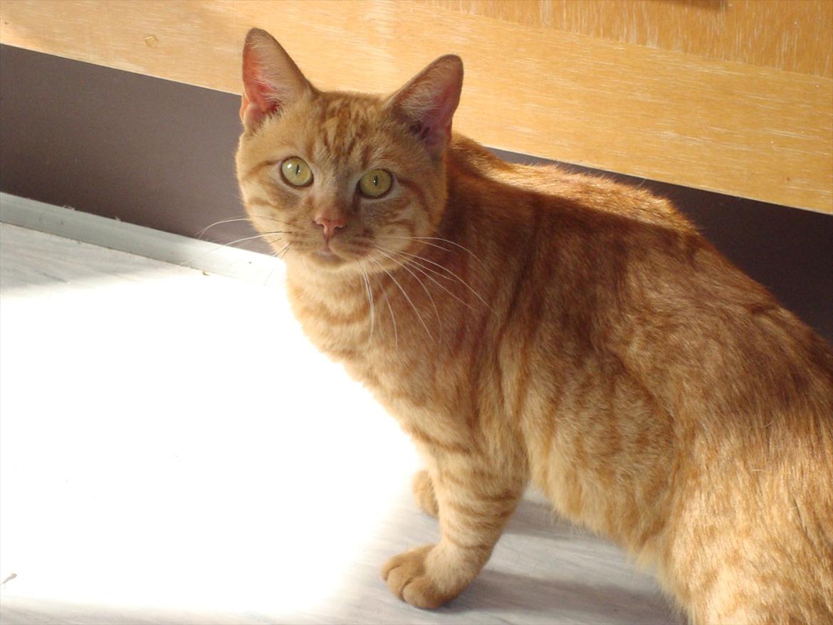 Blanding af racer Buster..<3 - miin flotte dreng . 23-09-11.  billede 2