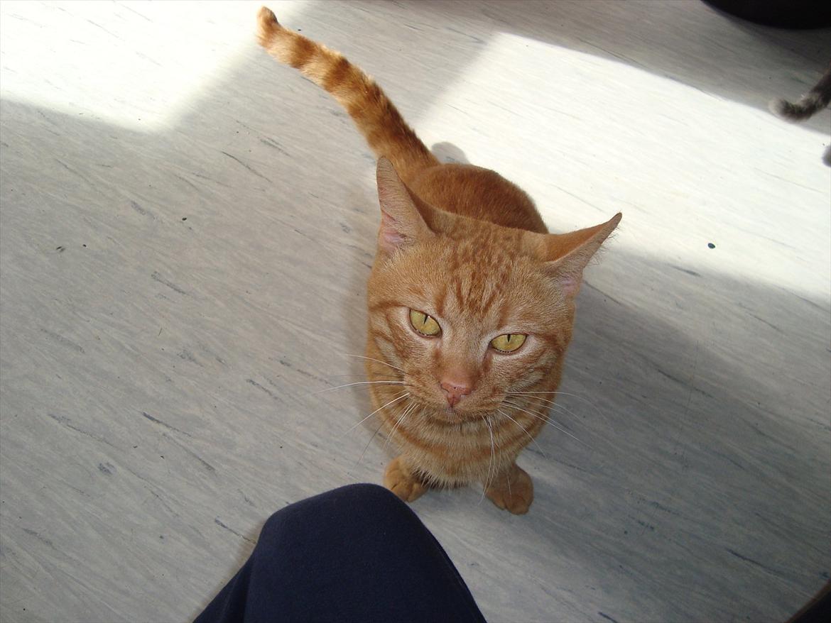 Blanding af racer Buster..<3 - Buster. 23-09-11. :) billede 1