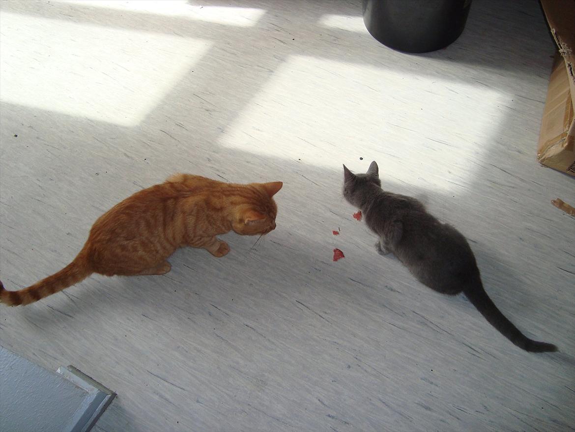 Blanding af racer Buster..<3 - De er bare blevet bedste venner <3 billede 3