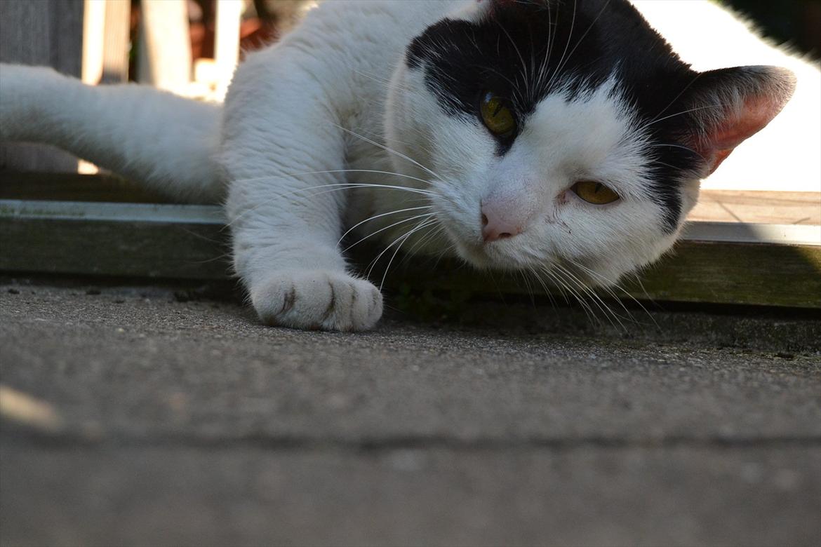 Huskat » Josefine<3 - 11; Daser i det dejlige vejr :-)
 billede 11