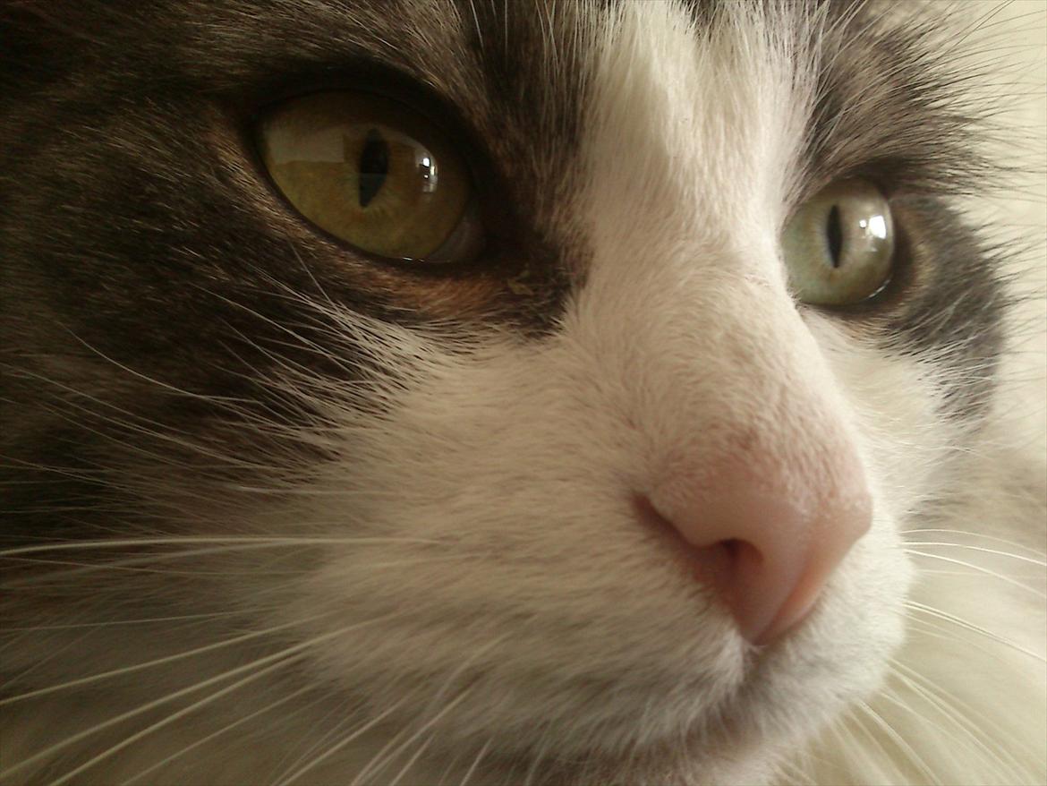 Norsk Skovkat Sussi billede 10