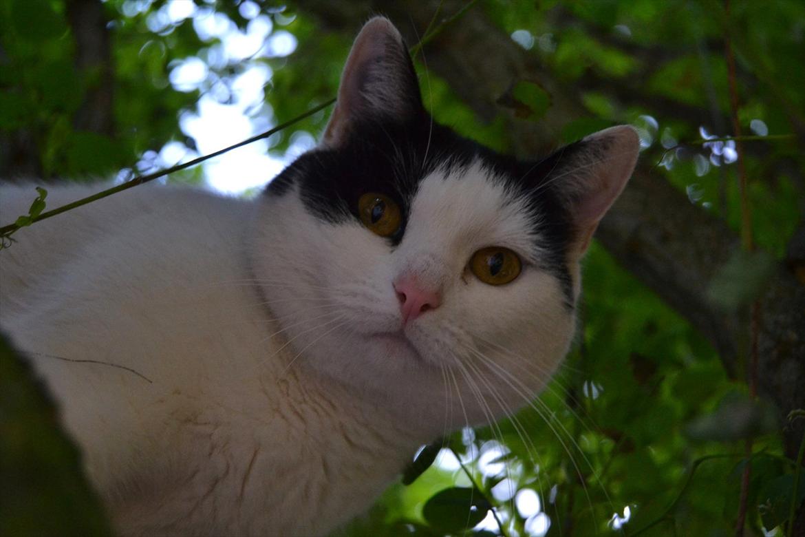 Huskat » Josefine<3 - 4; billede 4