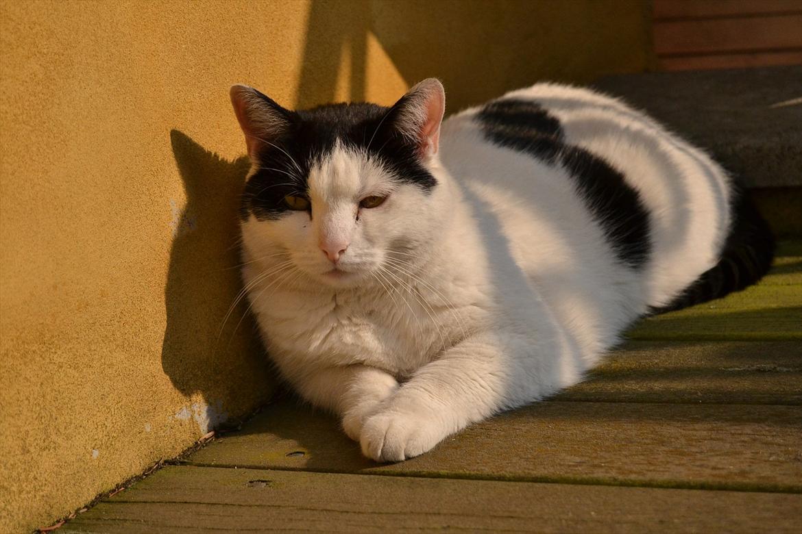 Huskat » Josefine<3 - 19; billede 19